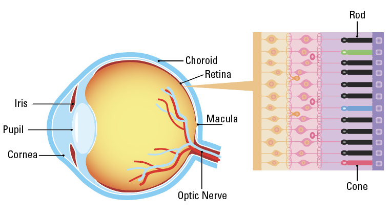 The Parts of the Eye Responsible for Detailed Vision and Color