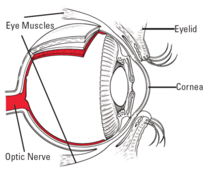 Parts of the Eye
