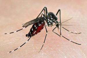 Zika Virus Disease Fact Sheet