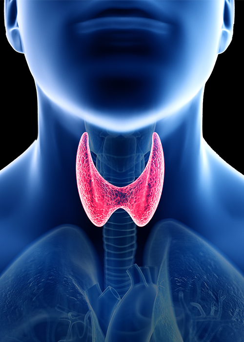 Thyroid Gland